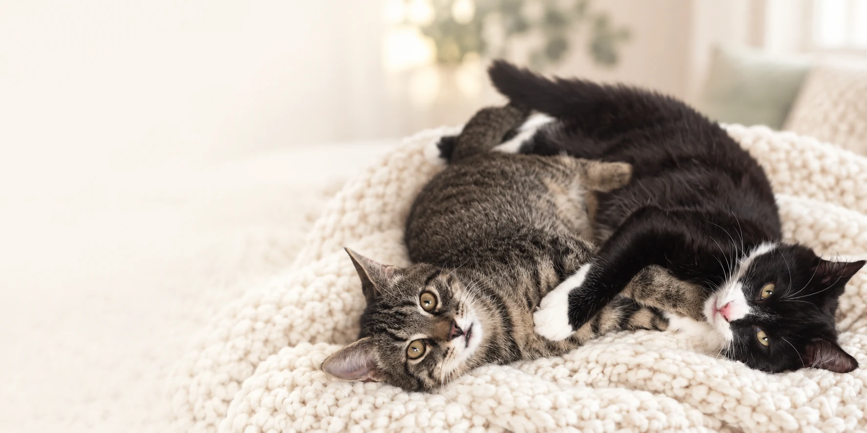 Tiger und TomTom kuscheln gemeinsam auf einer hellen Decke.